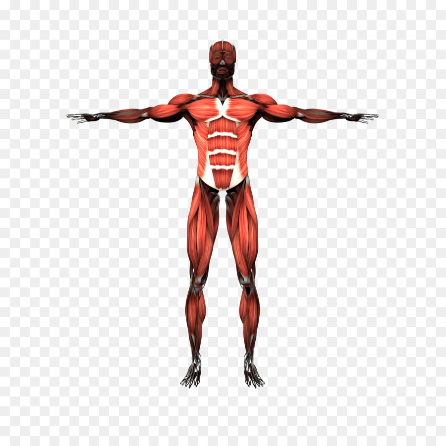 Muscular system Skeletal muscle Human body Human skeleton - muscular man png download - 2000*2000 - Free Transparent  png Download.