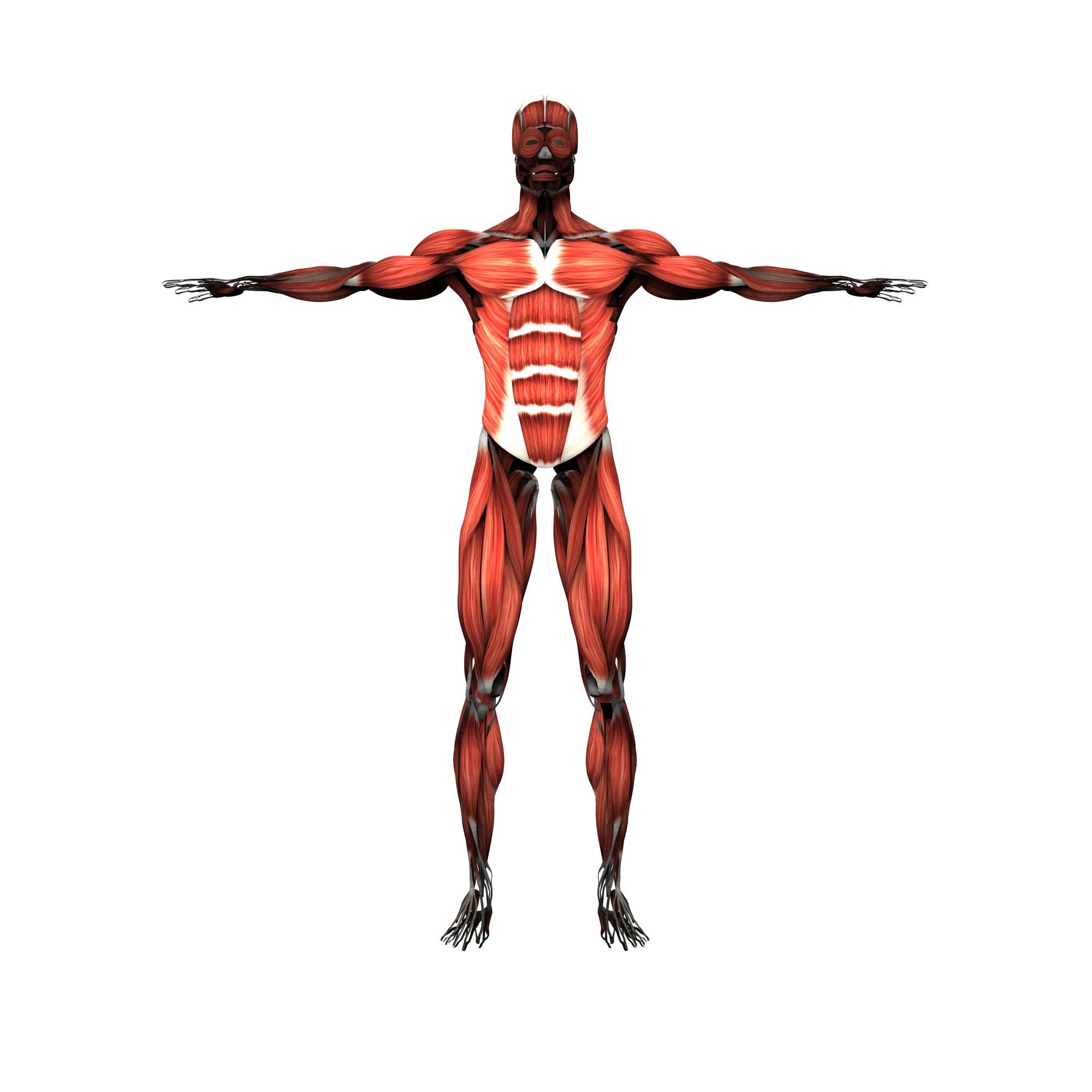 Мышцы картинка. Мышечная система. Мышцы без фона. Скелет и мышечная система человека. Скелетная мускулатура человека.