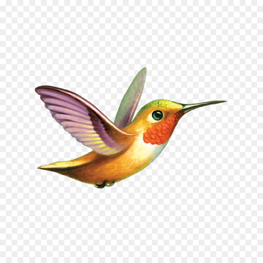 Ruby-throated hummingbird Tattly Tattoo - bird png download - 1024*1024 - Free Transparent Hummingbird png Download.
