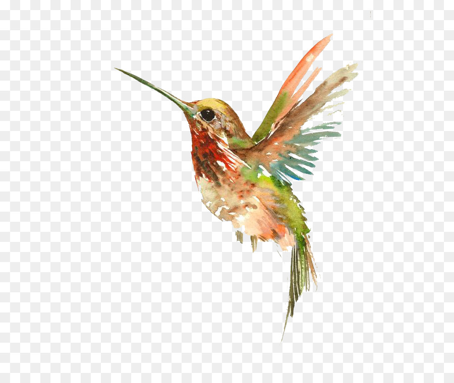 Hummingbird Watercolor painting Tattoo - Flying Bird png download - 570*749 - Free Transparent Hummingbird png Download.