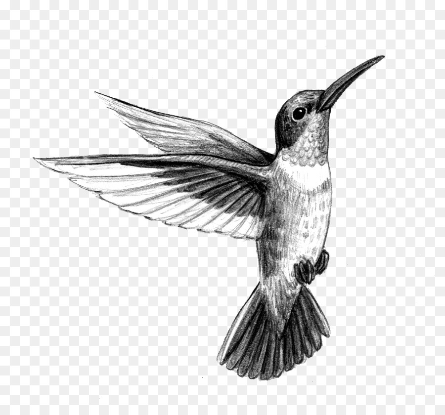 Hummingbird Tattoo artist Black-and-gray - Ruby-throated Hummingbird png download - 871*840 - Free Transparent Hummingbird png Download.
