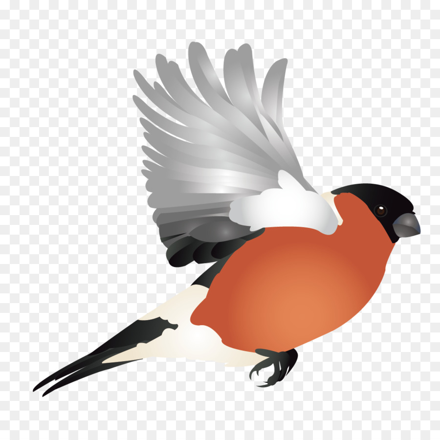 Finch Hummingbird Woodpecker Illustration - Vector cute bird png download - 1135*1134 - Free Transparent Finch png Download.