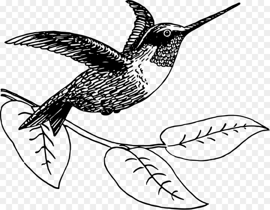 Hummingbird Vector graphics Clip art Illustration - birds drawing png line art png download - 965*750 - Free Transparent Hummingbird png Download.