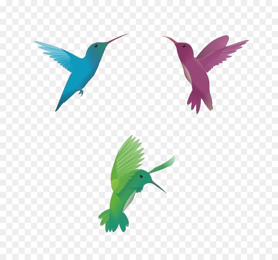 Hummingbird Euclidean vector - sparrow png download - 800*838 - Free Transparent Hummingbird png Download.