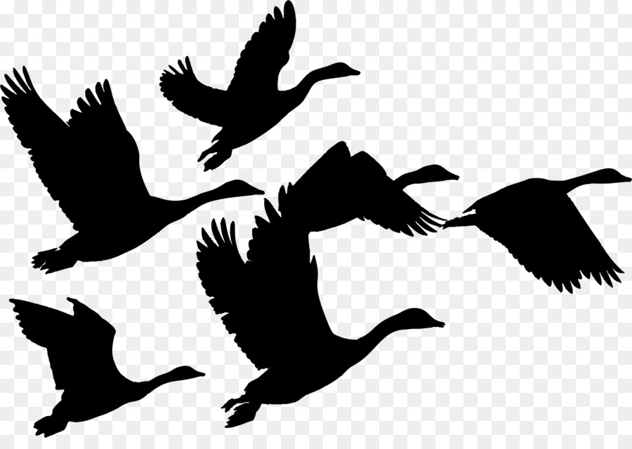 Canada Goose Duck Bird Flock - hummingbird silhouette png download - 2320*1608 - Free Transparent Goose png Download.