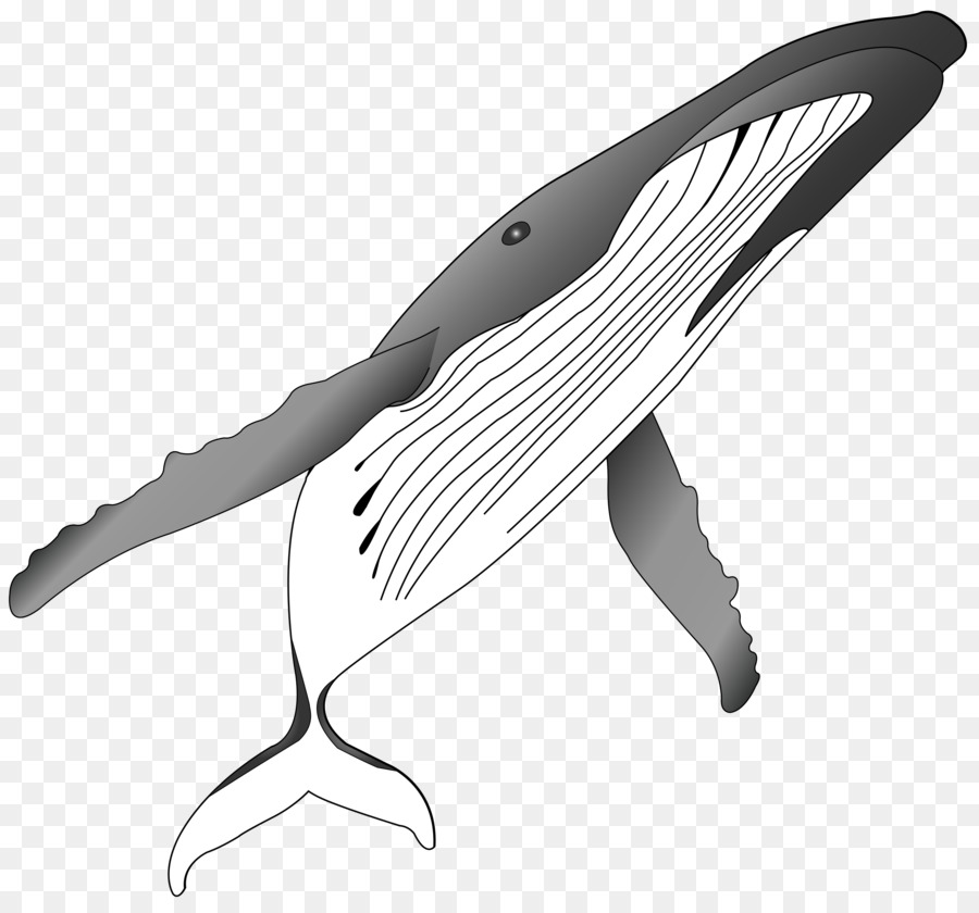 Humpback whale Killer whale Clip art - Sharks grayscale png download - 2529*2340 - Free Transparent Humpback Whale png Download.