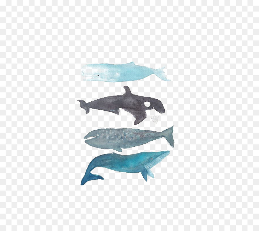 Killer whale Humpback whale Printmaking Baleen whale - whale png download - 564*792 - Free Transparent Whale png Download.