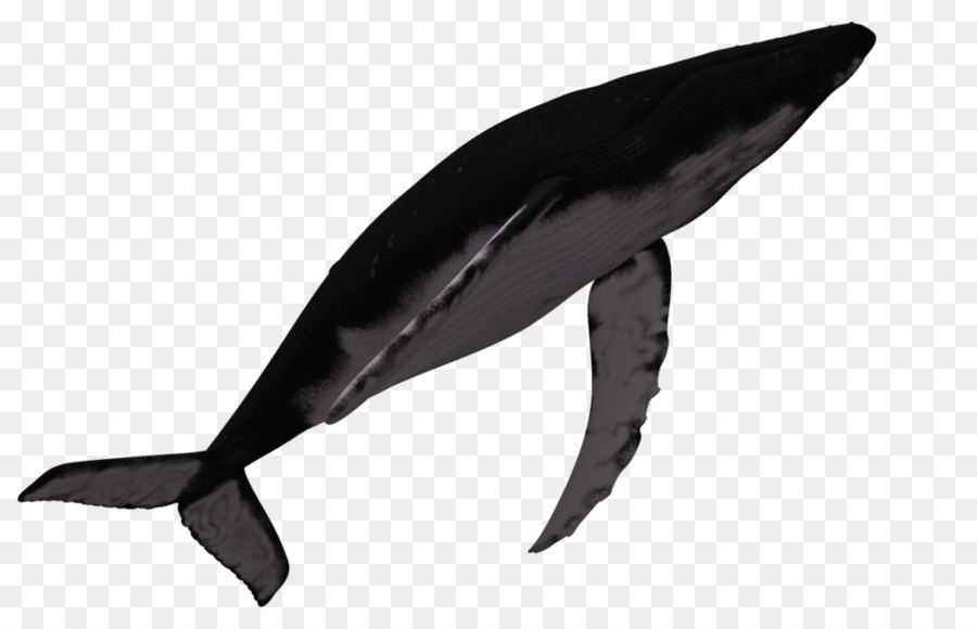 Marine mammal Humpback whale Dolphin - whale png download - 1024*639 - Free Transparent Marine Mammal png Download.