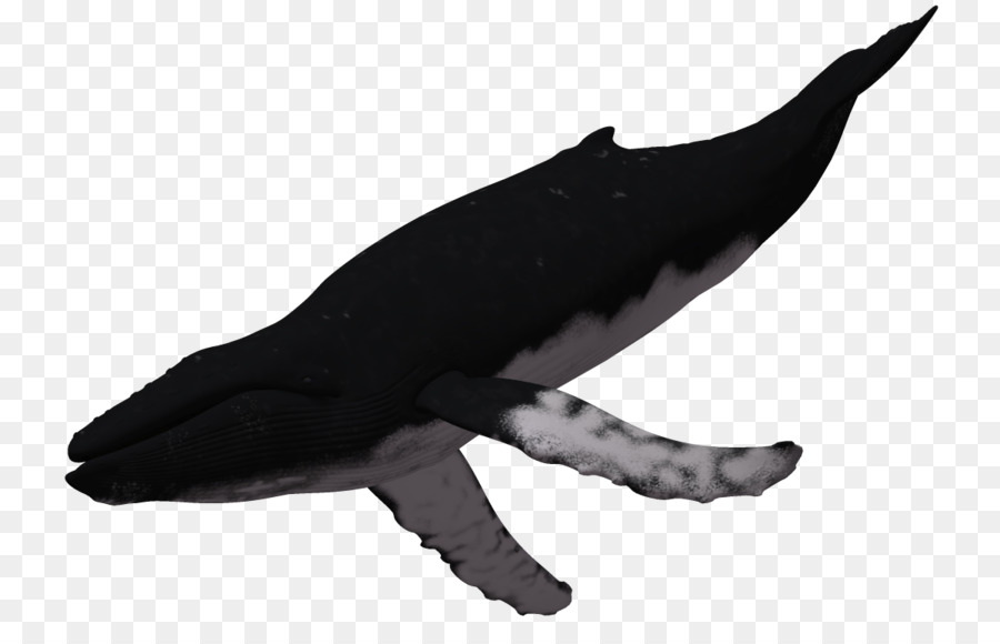 Humpback whale 3D computer graphics - 3d Animals 3D png download - 1200*749 - Free Transparent Humpback Whale png Download.
