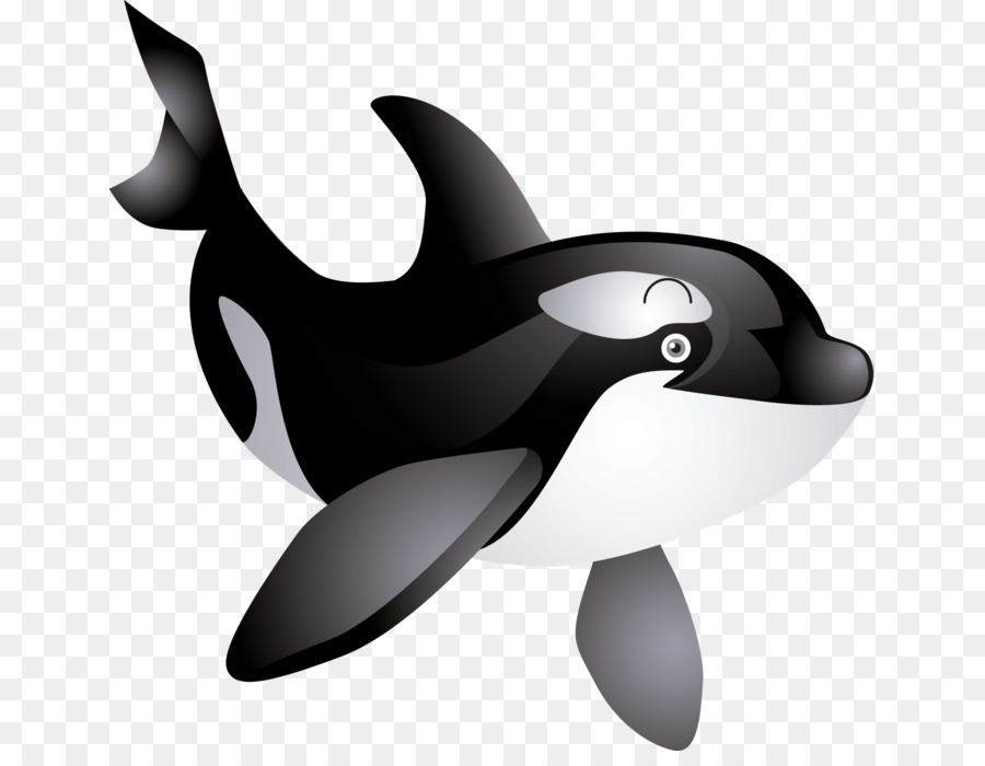 The Killer Whale Cetacea Humpback whale Clip art - others png download - 699*686 - Free Transparent Killer Whale png Download.