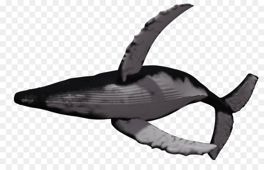 Humpback whale Killer whale Clip art - whale png download - 1024*639 - Free Transparent Whale png Download.