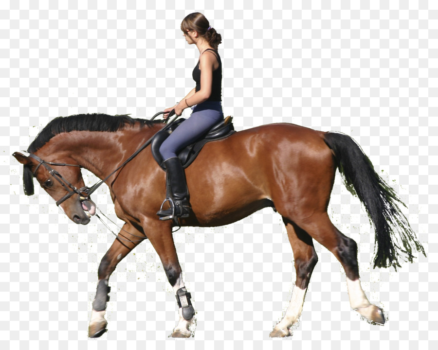Colorado Ranger Pony Equestrian Splint boots Stable - horse png download - 1880*1500 - Free Transparent Colorado Ranger png Download.