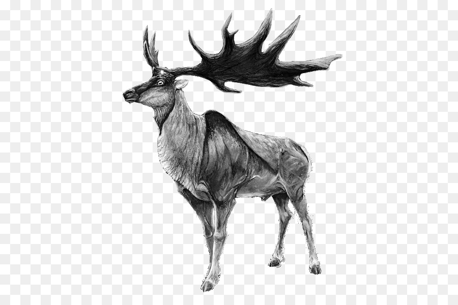 Irish Elk Red deer Moose Reindeer - elk png download - 466*599 - Free Transparent Elk png Download.