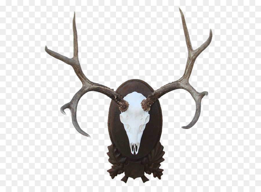Elk Trophy hunting Reindeer Cattle Horn - Reindeer png download - 614*650 - Free Transparent Elk png Download.