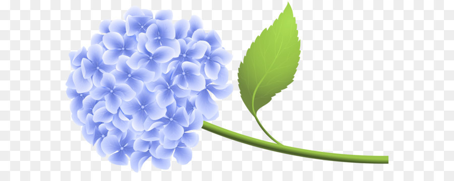 Hydrangea Clip art - Blue Hortensia PNG Clip Art png download - 6000*3193 - Free Transparent Hydrangea png Download.