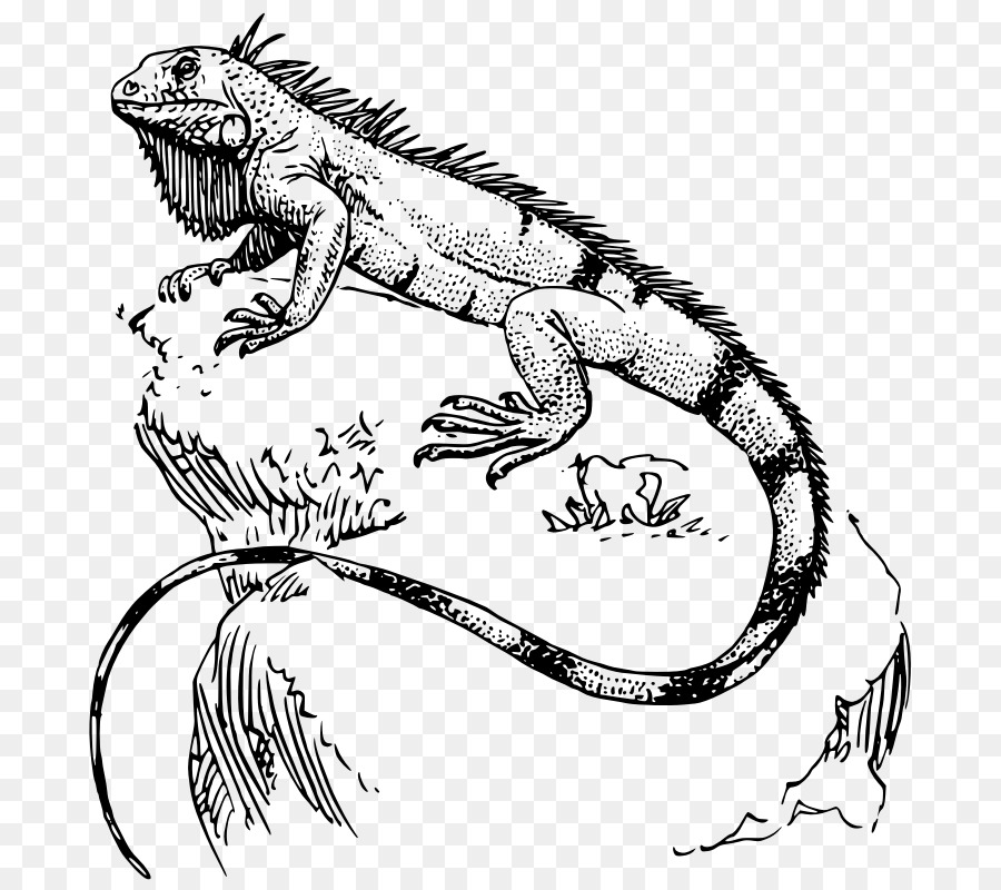 Lizard Reptile Green iguana Polynesia Tattoo - Public Domain Line Art png download - 800*800 - Free Transparent Lizard png Download.