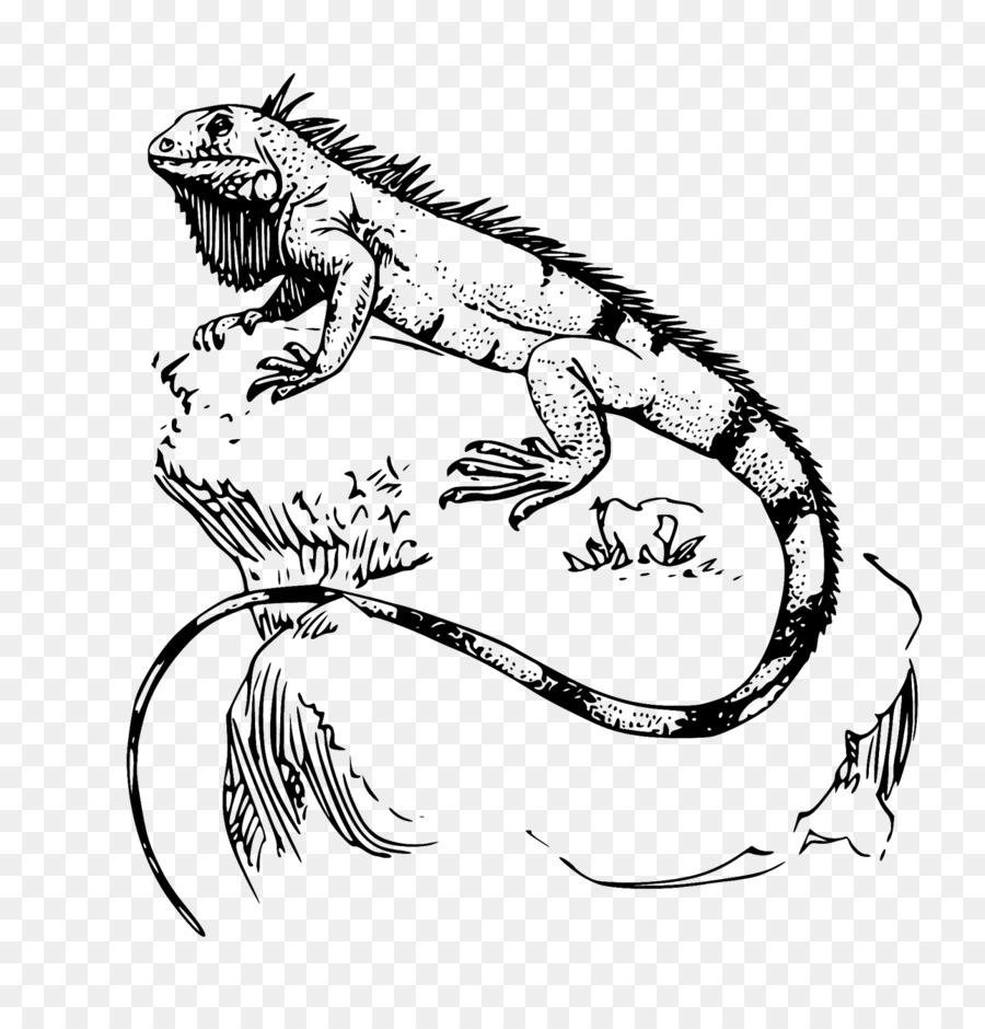 Green iguana Lizard Reptile Drawing - iguana png download - 1560*1600 - Free Transparent Green Iguana png Download.