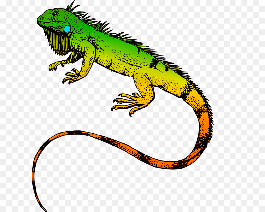 Green iguana T-shirt Reptile Sticker Lizard - lizard png download - 683*720 - Free Transparent Green Iguana png Download.