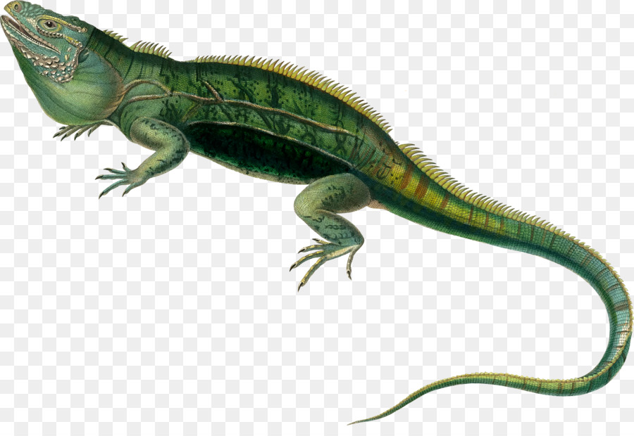 Agamas Lacertids Lizard Reptile Green iguana - lizard png download - 2377*1598 - Free Transparent  png Download.