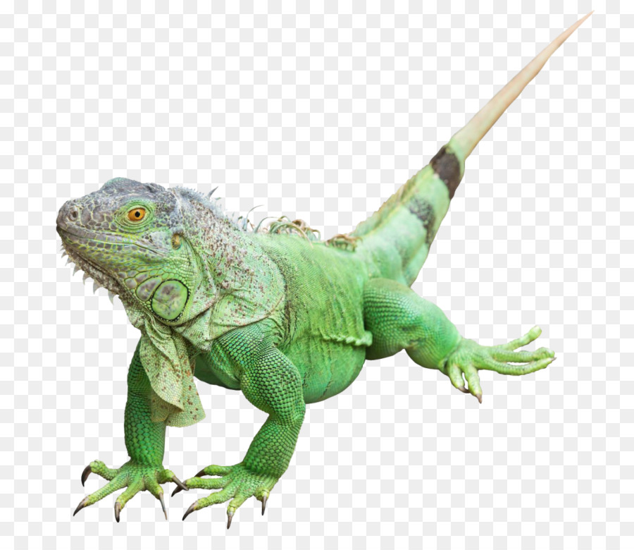 Reptile Common Iguanas Lizard Green iguana Image - lizard png download - 1024*867 - Free Transparent Reptile png Download.