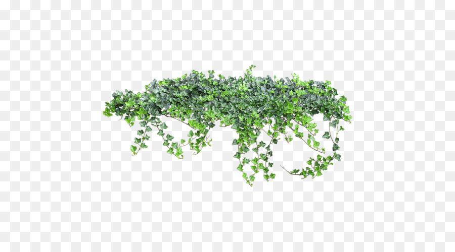 Ivy - others png download - 500*500 - Free Transparent Ivy png Download.