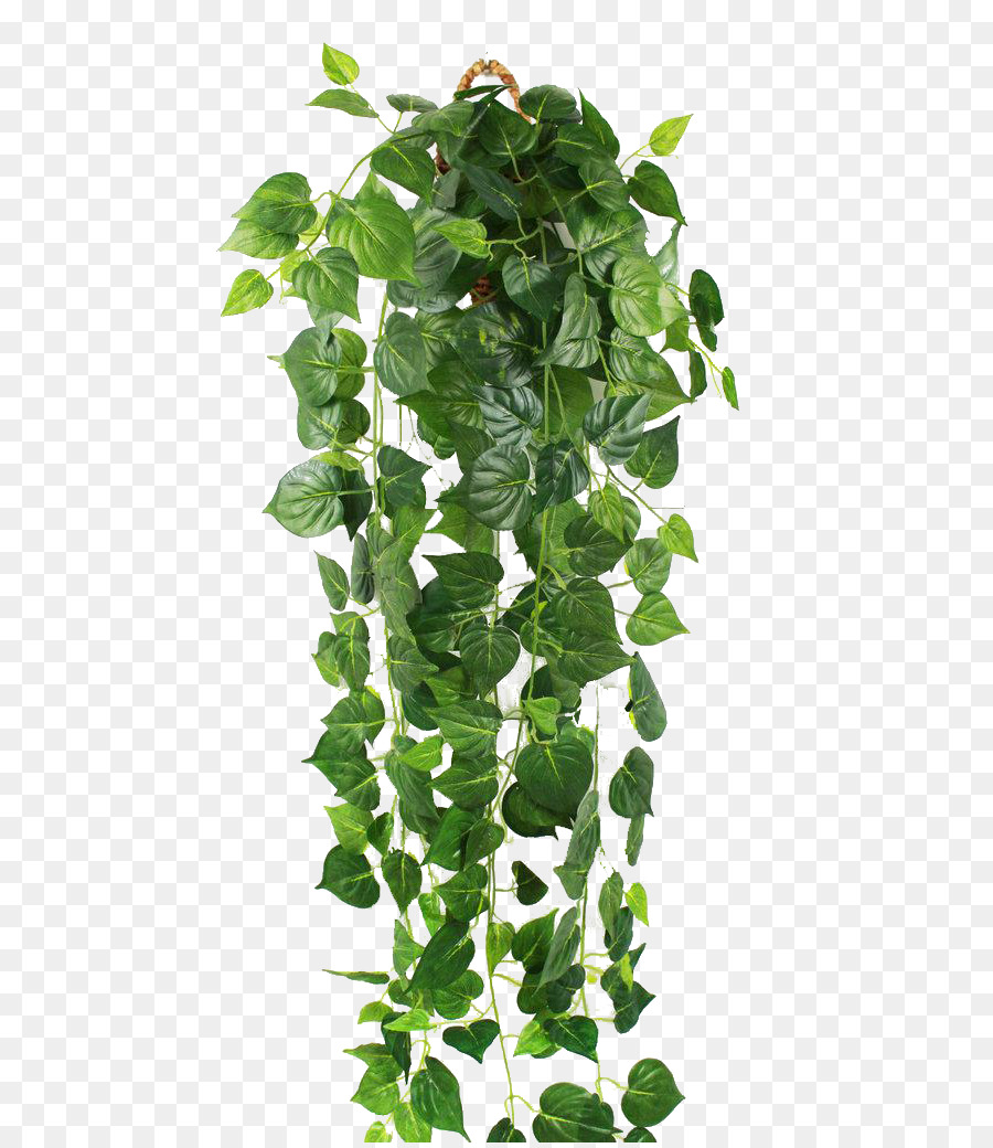 Parthenocissus tricuspidata Ivy Green Vine Wall - Green tiger png download - 800*1035 - Free Transparent Parthenocissus Tricuspidata png Download.