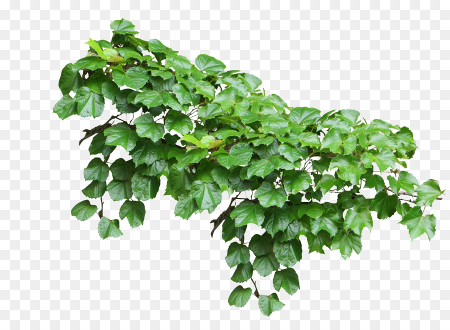 Common ivy Vine Plant - Plants png download - 2452*1774 - Free Transparent Common Ivy png Download.
