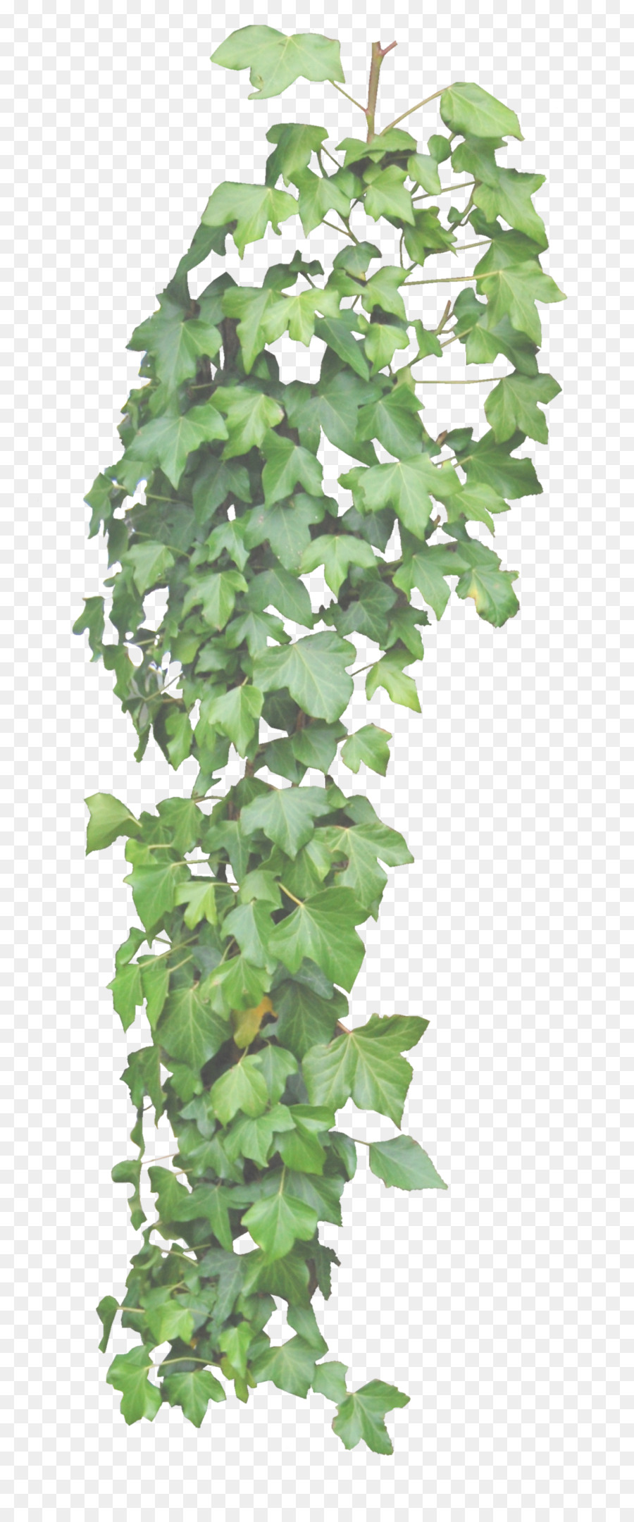Common ivy Vine Plant DeviantArt - ivy png download - 1024*2454 - Free Transparent Common Ivy png Download.