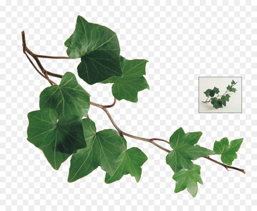 Common ivy Leaf Plant Vine - ivy png download - 2500*2025 - Free Transparent Common Ivy png Download.
