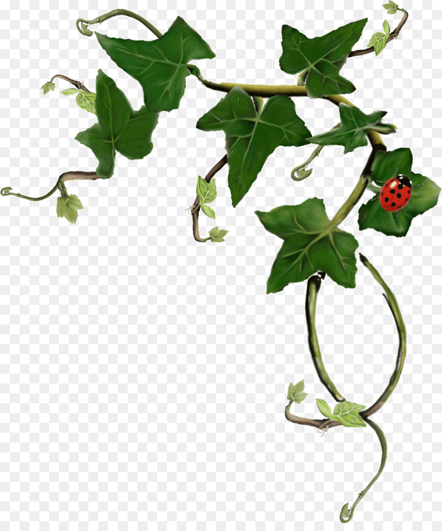 Common ivy Plant stem LRM - plant png download - 1153*1366 - Free Transparent Common Ivy png Download.