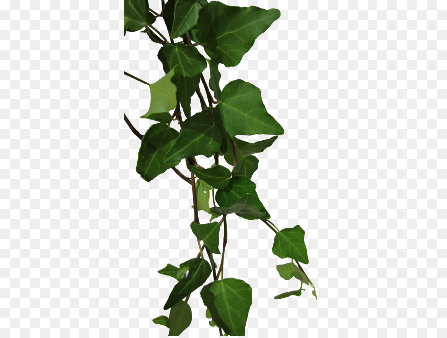Ivy Vine - ivy png download - 400*676 - Free Transparent Ivy png Download.