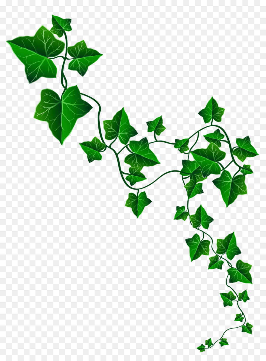 European Union Interreg Volunteering Youth - Vine Ivy Decoration PNG Clipart Image png download - 3794*5096 - Free Transparent Europe png Download.
