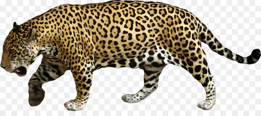 Jaguar Cars Leopard Clip art - cheetah png download - 2161*919 - Free Transparent Jaguar png Download.