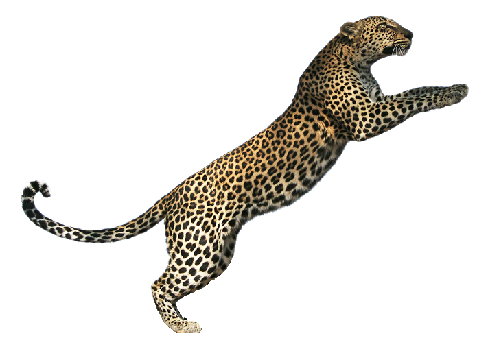 Tiger Lion Jaguar Cheetah Cat - leopard png download - 711*509 - Free ...