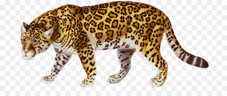 Jaguar Clip art - jaguar png download - 768*367 - Free Transparent Jaguar png Download.