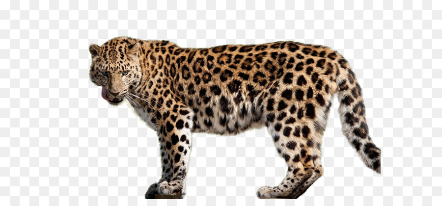 Amur leopard Felidae Cheetah Jaguar - Leopard PNG png download - 2560*1600 - Free Transparent Jaguar png Download.