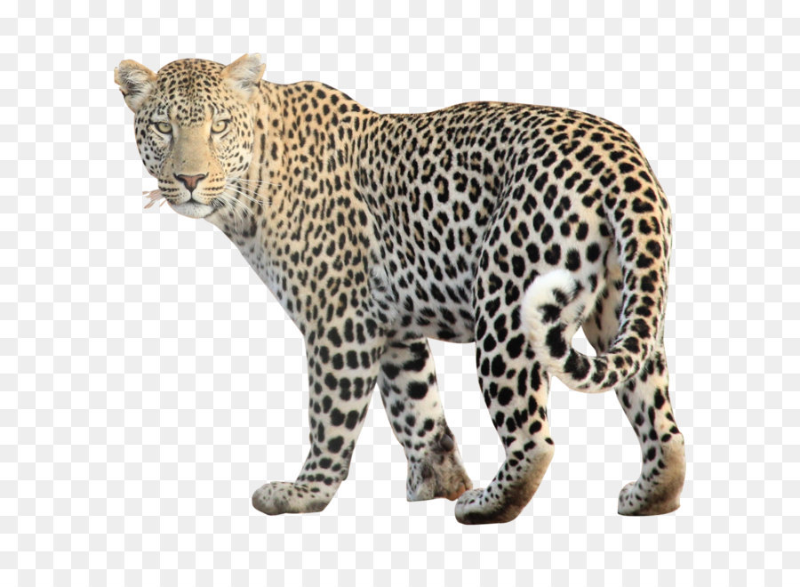 Leopard Jaguar Cheetah Clip art - Leopard Free Png Image png download - 1650*1650 - Free Transparent Leopard png Download.