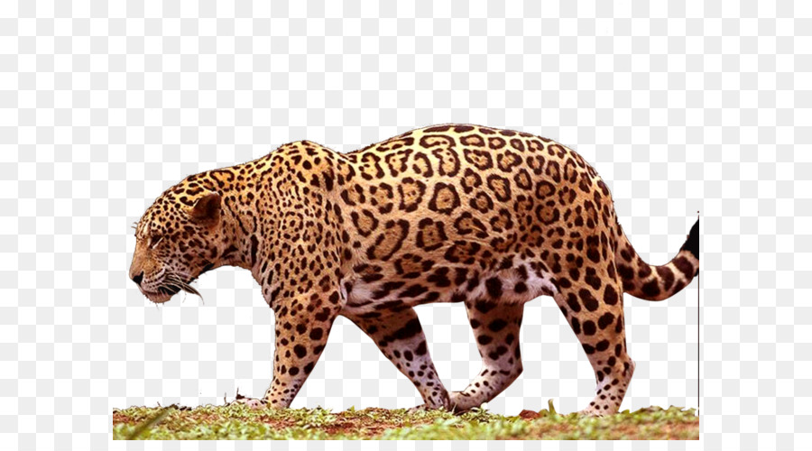 Jaguar Black panther Leopard - Jaguar PNG png download - 900*675 - Free Transparent Jaguar png Download.