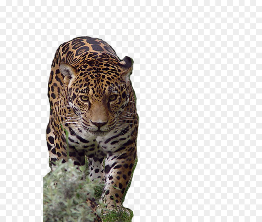 Lion Jaguar African leopard Tiger Cheetah - tiger png download - 974*821 - Free Transparent Lion png Download.