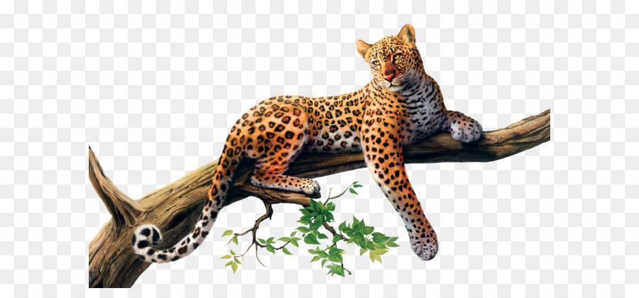 Leopard Cheetah Jaguar Felidae Cat - Leopard PNG png download - 2880*1800 - Free Transparent Leopard png Download.