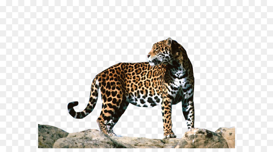 Leopard Jaguar F-Type Cheetah Animal - Jaguar Png Clipart png download - 800*600 - Free Transparent Jaguar png Download.