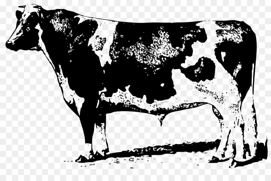 Beef cattle Jersey cattle Angus cattle Clip art - two cow png download - 999*650 - Free Transparent Beef Cattle png Download.