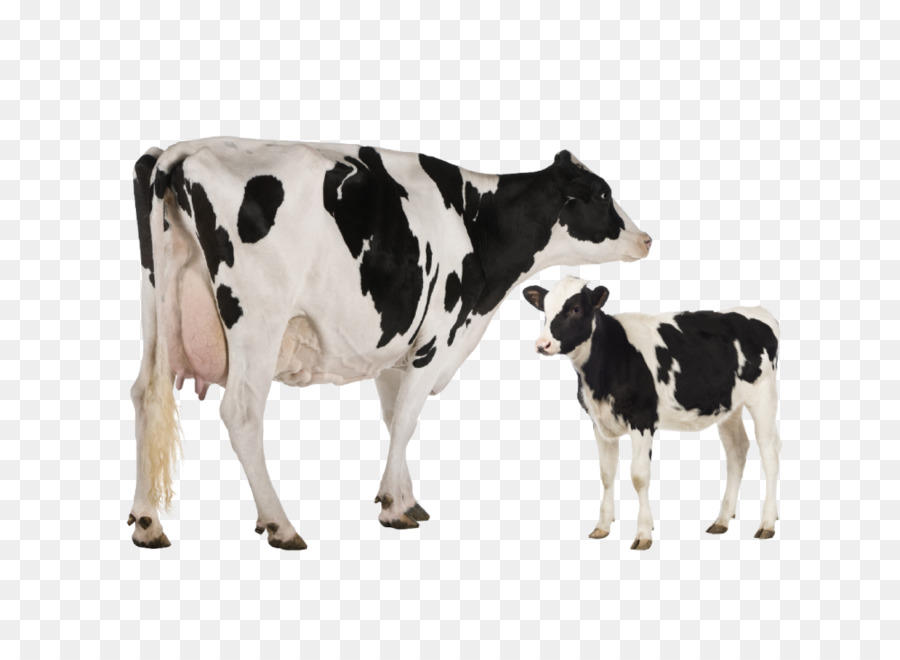 Holstein Friesian cattle Heck cattle Jersey cattle Dairy cattle Toggenburg goat - domestic animal cow png download - 1000*717 - Free Transparent Holstein Friesian Cattle png Download.