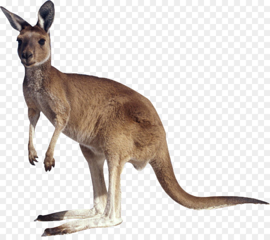 Kangaroo Clip art - A kangaroo png download - 1024*899 - Free Transparent Kangaroo png Download.