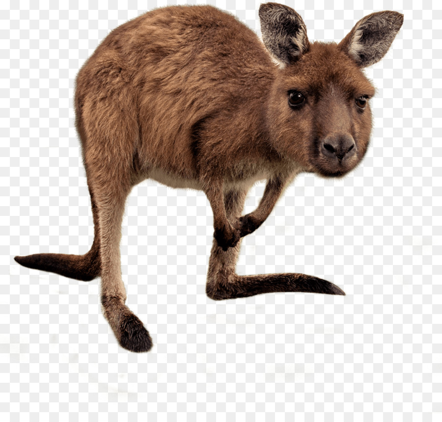 Kangaroo Australia Wallaby Reserve Stock photography - Rednecked Wallaby png download - 1003*939 - Free Transparent Kangaroo png Download.