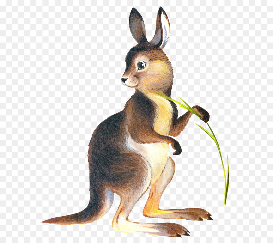 Kangaroo Drawing Marsupial Clip art - kangaroo png download - 663*800 - Free Transparent Kangaroo png Download.