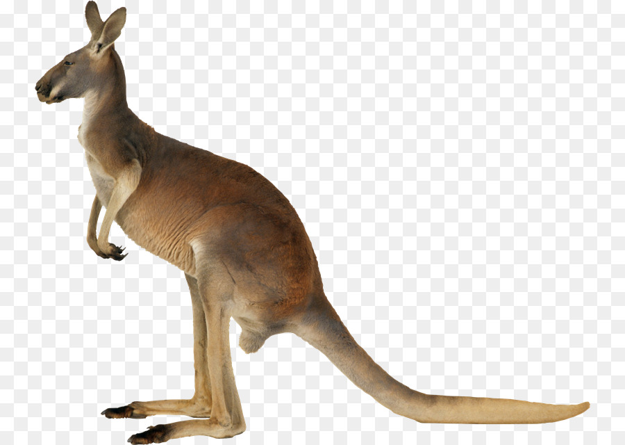 Kangaroo Koala Clip art - kangaroo png download - 800*640 - Free Transparent Kangaroo png Download.
