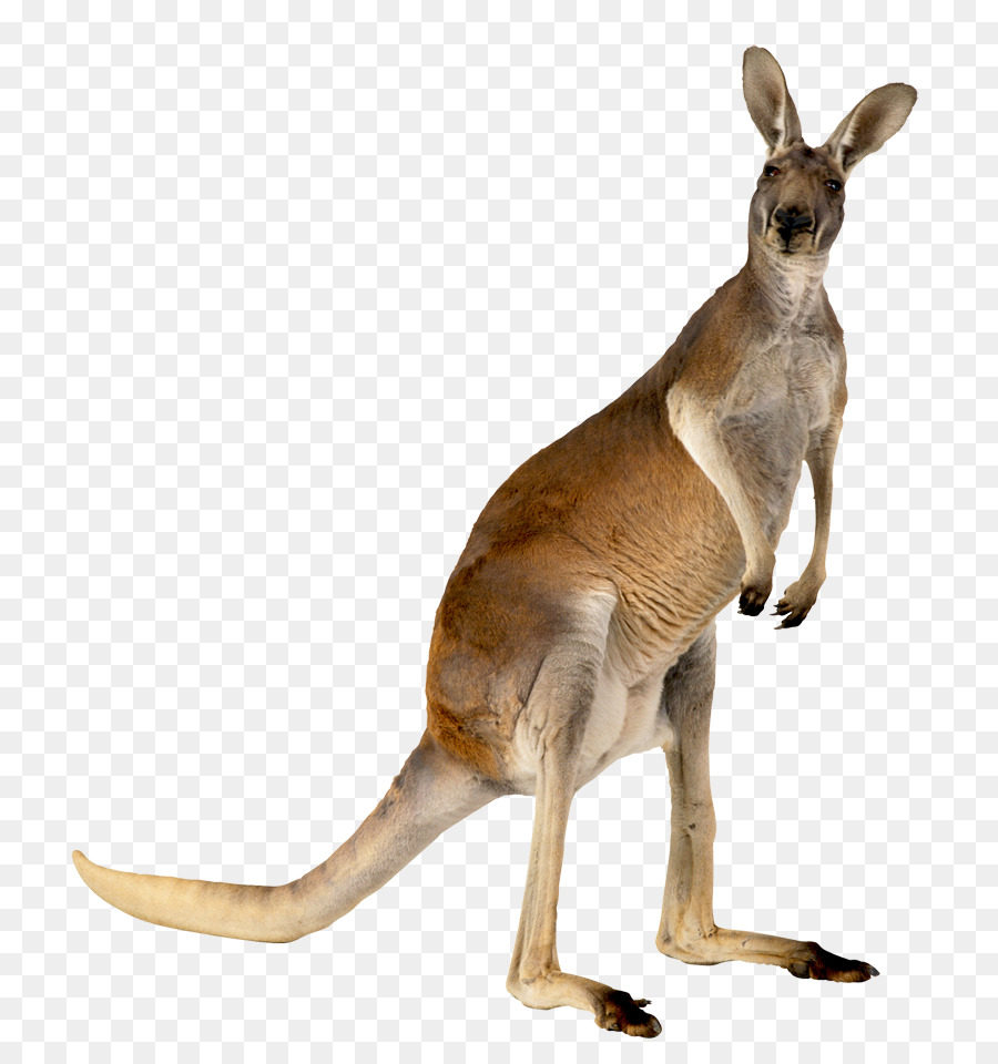 Australia Kangaroo Animal - kangaroo,animal png download - 800*959 - Free Transparent Australia png Download.