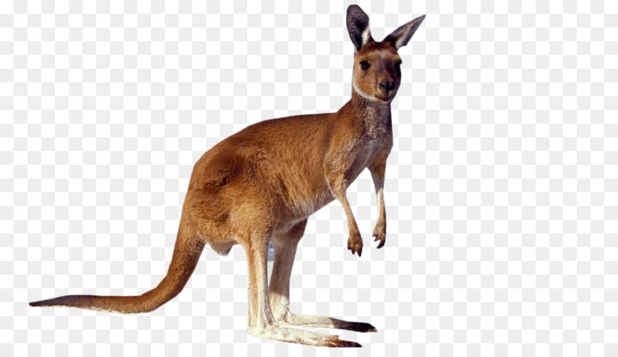 Kangaroo Portable Network Graphics Clip art Information Document - kangaroo png download - 1920*1080 - Free Transparent Kangaroo png Download.