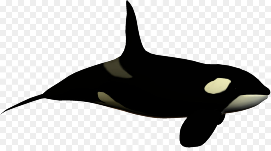 Killer whale Toothed whale Dolphin Clip art - high clipart png download - 1600*870 - Free Transparent Killer Whale png Download.